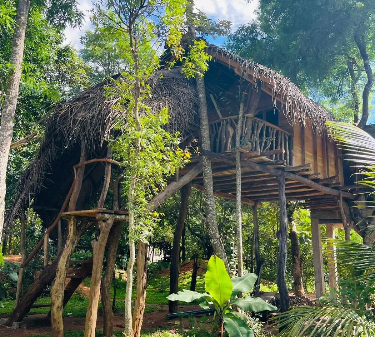 Lodge Green Land Tree House Sigiriya